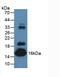 Transthyretin antibody, MBS2003076, MyBioSource, Western Blot image 
