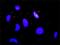 CREB Binding Protein antibody, H00001387-M01, Novus Biologicals, Proximity Ligation Assay image 
