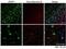 Zinc And Ring Finger 1 antibody, PA5-37982, Invitrogen Antibodies, Immunofluorescence image 