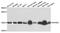 Protein Phosphatase 3 Regulatory Subunit B, Alpha antibody, MBS125975, MyBioSource, Western Blot image 