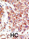 NEDD8 Ubiquitin Like Modifier antibody, abx026692, Abbexa, Immunohistochemistry frozen image 
