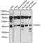 Platelet Derived Growth Factor C antibody, LS-C750147, Lifespan Biosciences, Western Blot image 
