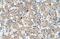 Tetraspanin 32 antibody, PA5-42904, Invitrogen Antibodies, Immunohistochemistry frozen image 