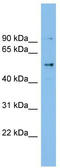 Coiled-Coil Domain Containing 50 antibody, TA337572, Origene, Western Blot image 