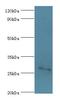Fibroblast Growth Factor 13 antibody, LS-C375711, Lifespan Biosciences, Western Blot image 