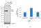 SUZ12 Polycomb Repressive Complex 2 Subunit antibody, 711520, Invitrogen Antibodies, Western Blot image 