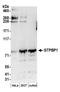 GTP Binding Protein 1 antibody, A304-661A, Bethyl Labs, Western Blot image 