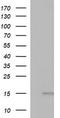 Microseminoprotein Beta antibody, TA803525, Origene, Western Blot image 