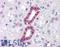 Paired Box 2 antibody, LS-B4389, Lifespan Biosciences, Immunohistochemistry frozen image 