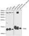 Thioredoxin, mitochondrial antibody, 14-528, ProSci, Western Blot image 