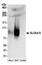 Solute Carrier Family 6 Member 15 antibody, A304-475A, Bethyl Labs, Western Blot image 