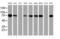 Protein Disulfide Isomerase Family A Member 4 antibody, MA5-25768, Invitrogen Antibodies, Western Blot image 