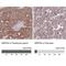 Mitochondrial Ribosomal Protein S9 antibody, NBP2-30429, Novus Biologicals, Immunohistochemistry paraffin image 