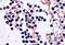 NLR Family Pyrin Domain Containing 3 antibody, NBP2-76806, Novus Biologicals, Immunohistochemistry paraffin image 