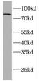 Engulfment And Cell Motility 2 antibody, FNab02742, FineTest, Western Blot image 