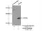 Nucleoplasmin-3 antibody, 11960-1-AP, Proteintech Group, Immunoprecipitation image 