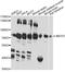 ATP Binding Cassette Subfamily F Member 2 antibody, A12555, ABclonal Technology, Western Blot image 