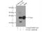 G Protein Subunit Alpha I2 antibody, 11136-1-AP, Proteintech Group, Immunoprecipitation image 