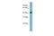 Protein OSCP1 antibody, A09600, Boster Biological Technology, Western Blot image 