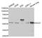 ESG antibody, MBS2527109, MyBioSource, Western Blot image 