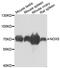 NADPH Oxidase 5 antibody, abx006902, Abbexa, Western Blot image 