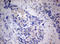 Mitofusin 1 antibody, LS-C175750, Lifespan Biosciences, Immunohistochemistry frozen image 