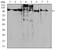 Factor Interacting With PAPOLA And CPSF1 antibody, NBP2-52547, Novus Biologicals, Western Blot image 