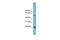 HDGF Like 3 antibody, PA5-44627, Invitrogen Antibodies, Western Blot image 