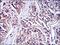 Interleukin 1 Receptor Associated Kinase 4 antibody, NBP2-37575, Novus Biologicals, Immunohistochemistry paraffin image 