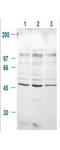 Glycogen Synthase Kinase 3 Beta antibody, GTX29769, GeneTex, Western Blot image 