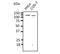 Cadherin 1 antibody, LS-B12414, Lifespan Biosciences, Western Blot image 