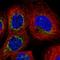 BCL2 Like 13 antibody, HPA050377, Atlas Antibodies, Immunofluorescence image 