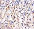 Cadherin 1 antibody, F52228-0.4ML, NSJ Bioreagents, Immunohistochemistry frozen image 