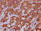 Multiple epidermal growth factor-like domains protein 8 antibody, LS-C680853, Lifespan Biosciences, Immunohistochemistry paraffin image 