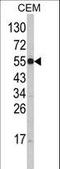 Solute Carrier Family 11 Member 1 antibody, LS-B9344, Lifespan Biosciences, Western Blot image 