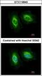 SAS-6 Centriolar Assembly Protein antibody, GTX118940, GeneTex, Immunocytochemistry image 