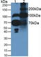 Fibulin 1 antibody, abx132106, Abbexa, Western Blot image 