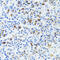 CD63 Molecule antibody, 19-556, ProSci, Immunohistochemistry paraffin image 