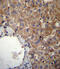 Solute Carrier Family 23 Member 1 antibody, abx026973, Abbexa, Immunohistochemistry paraffin image 