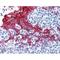 Keratin 13 antibody, MBS375184, MyBioSource, Immunohistochemistry frozen image 