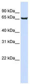Transcription factor SOX-13 antibody, TA344437, Origene, Western Blot image 