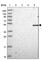 Serine Incorporator 3 antibody, HPA048116, Atlas Antibodies, Western Blot image 