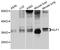 Kruppel Like Factor 1 antibody, STJ112595, St John