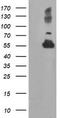 Tubulin Alpha Like 3 antibody, CF503909, Origene, Western Blot image 