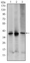 Mitogen-Activated Protein Kinase Kinase 6 antibody, M02011, Boster Biological Technology, Western Blot image 