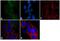 Cbl Proto-Oncogene Like 1 antibody, 36-2800, Invitrogen Antibodies, Immunofluorescence image 