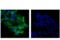 c-Myc antibody, 40760S, Cell Signaling Technology, Immunofluorescence image 