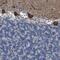 Ring Finger Protein 112 antibody, PA5-53402, Invitrogen Antibodies, Immunohistochemistry paraffin image 