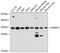 U2 small nuclear ribonucleoprotein A antibody, 14-287, ProSci, Western Blot image 