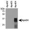 Apolipoprotein E antibody, MA5-16146, Invitrogen Antibodies, Western Blot image 